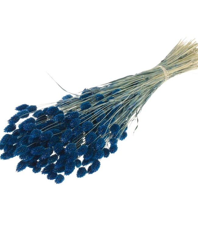 Phalaris fleurs séchées bleu foncé | Longueur ± 70 cm | Disponible par bouquet