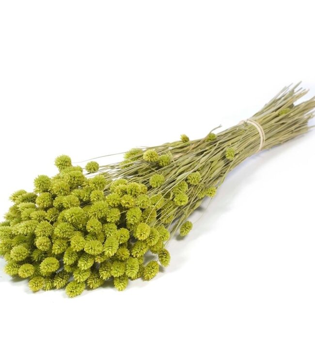 Phalaris green dry flowers | Length ± 70 cm