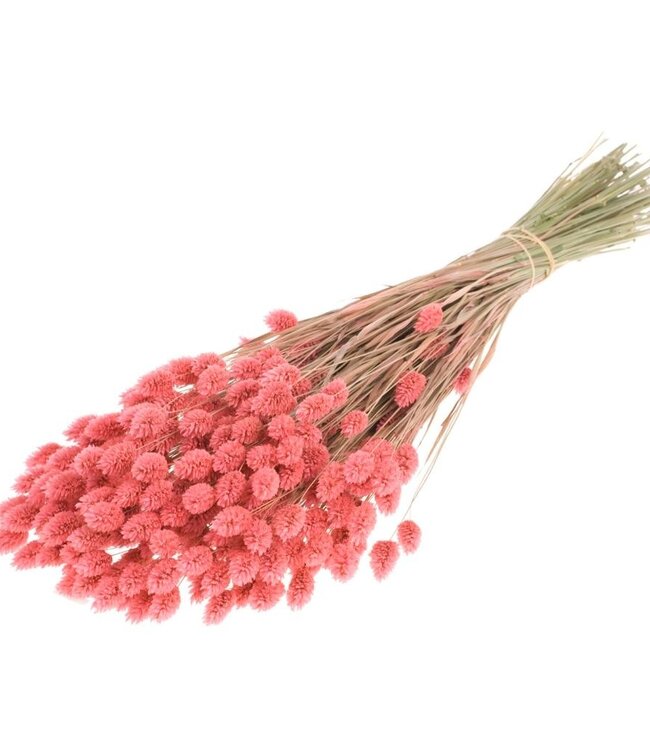 Phalaris roze droogbloemen | Lengte ± 70 cm