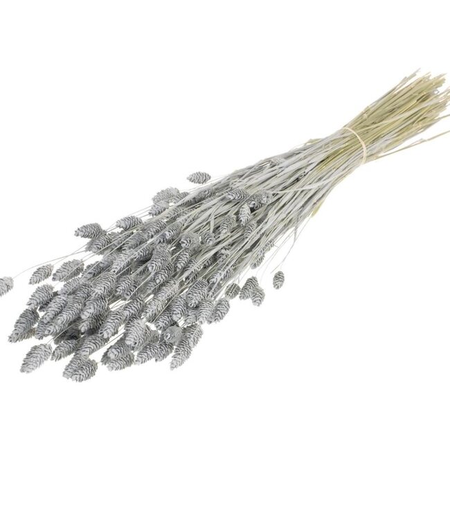 Phalaris grey misty dried flowers | Length ± 70 cm | Available per bunch