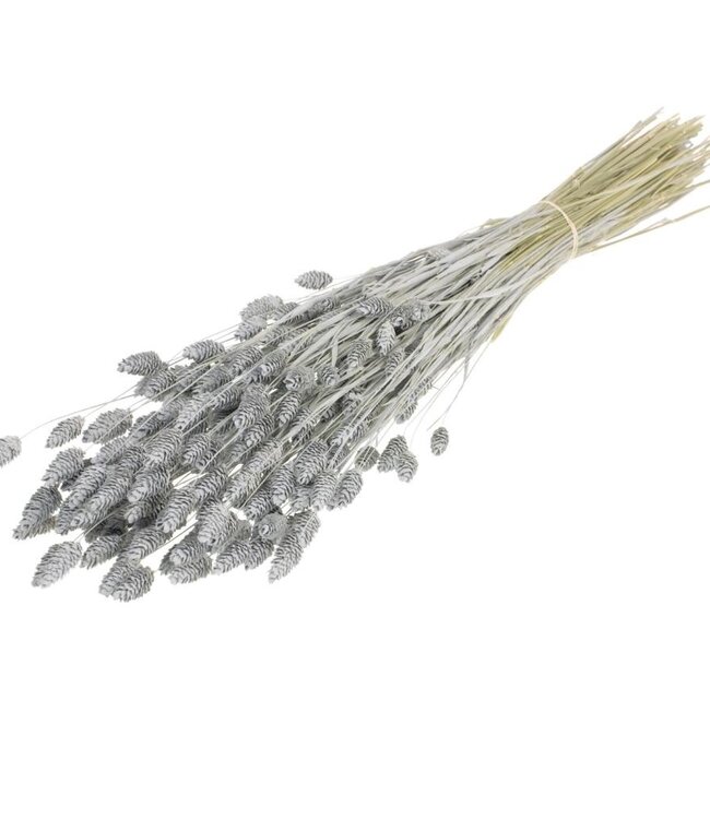 Phalaris grijs misty droogbloemen | Lengte ± 70 cm | Per bos verkrijgbaar