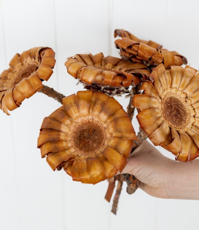 Dried Protea Magnifica