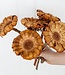 Dried Protea Magnifica