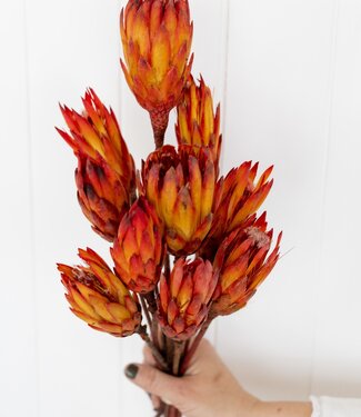 Getrocknete Protea Pendula rot