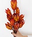 MyFlowers Dried Protea Pendula red