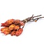 Dried red Protea Pendula per 10 branches