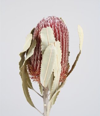 Getrocknete Protea Banksia Menziesii