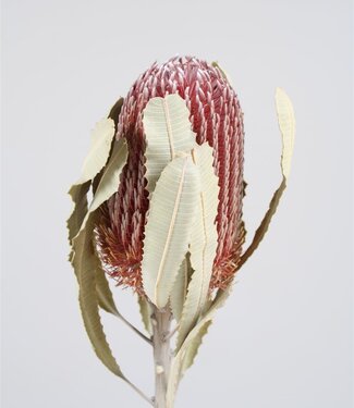 MyFlowers Gedroogde Protea Banksia Menziesii