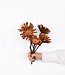 MyFlowers Dried Protea (repens) s/cut 5 pieces natural