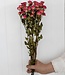 Gedroogde roze tros rozen 50 cm per bos