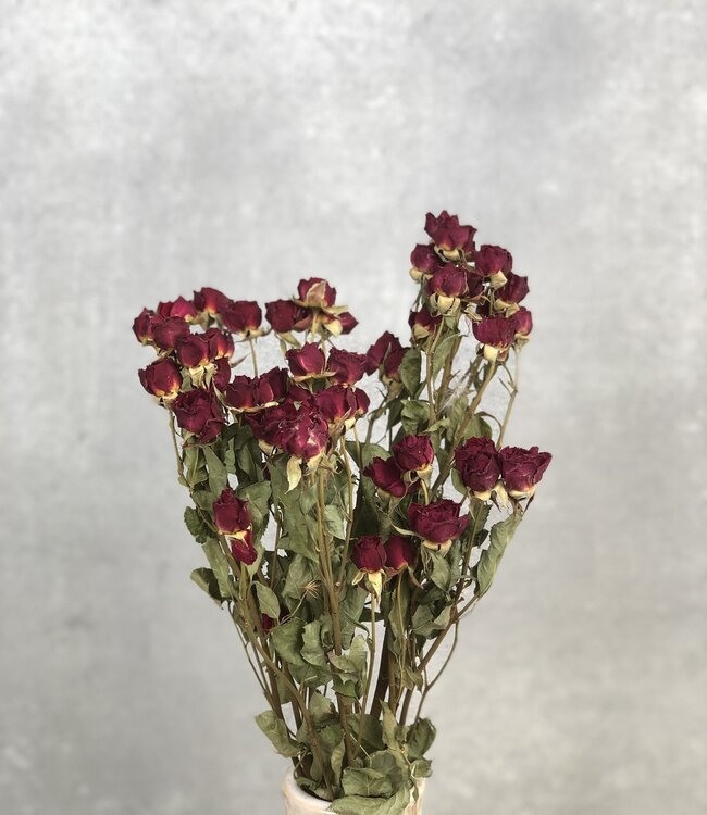 Gedroogde rode spray rozen per 10 takken
