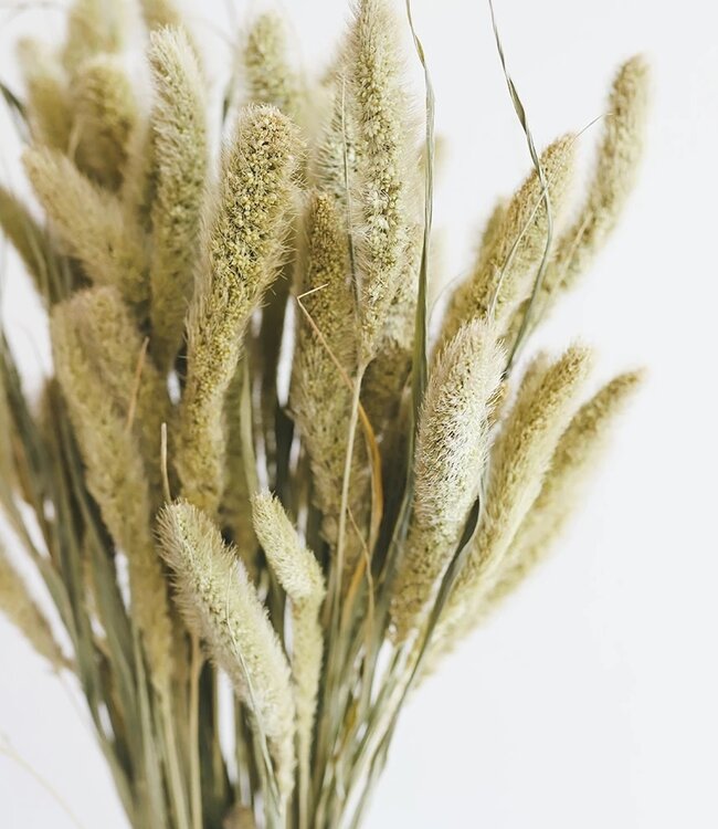 Gedroogde Setaria Naaldaar droogbloemen per bos