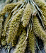 Gedroogde Setaria Naaldaar droogbloemen per bos