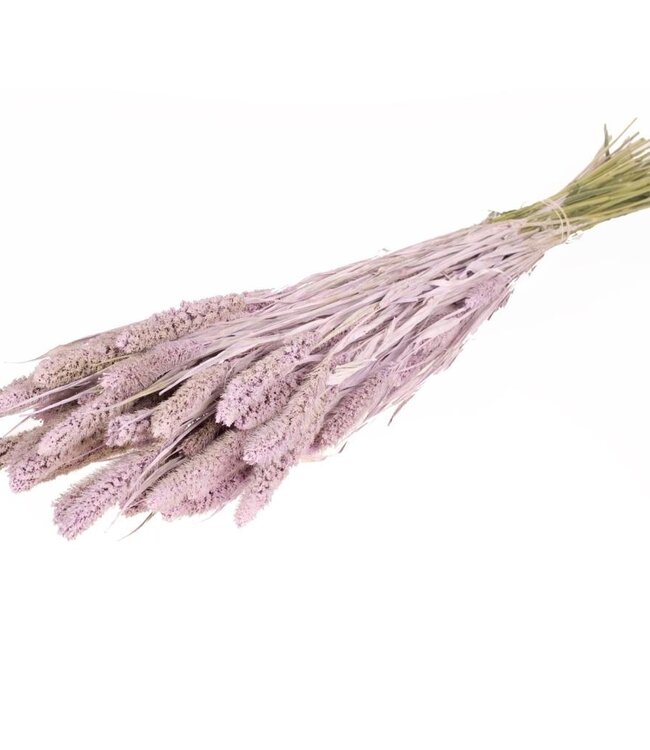 Setaria séché lilas brumeux par bouquet