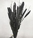 Dried black Setaria dried flowers per bunch