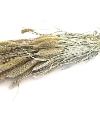 Dried Setaria frosted white