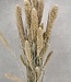 Dried Setaria frosted white