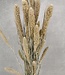 Gedroogde Setaria Frosted White