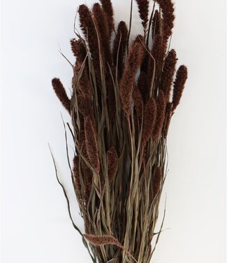 Dried Setaria brown