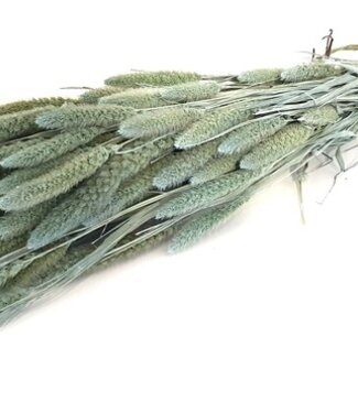 Dried Setaria light blue