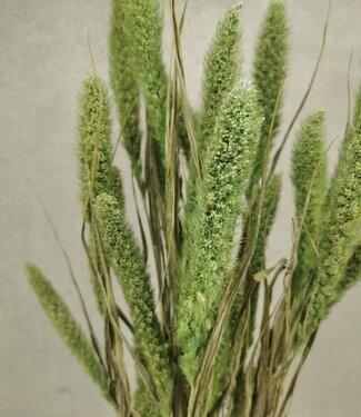 MyFlowers Dried Setaria mint green