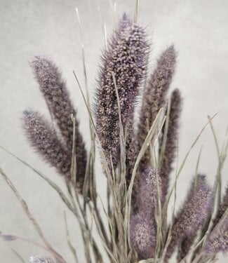 MyFlowers Dried Setaria frosted Milka