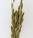 Setarea goudkleurige droogbloemen | Lengte ± 65 cm | Per bos verkrijgbaar
