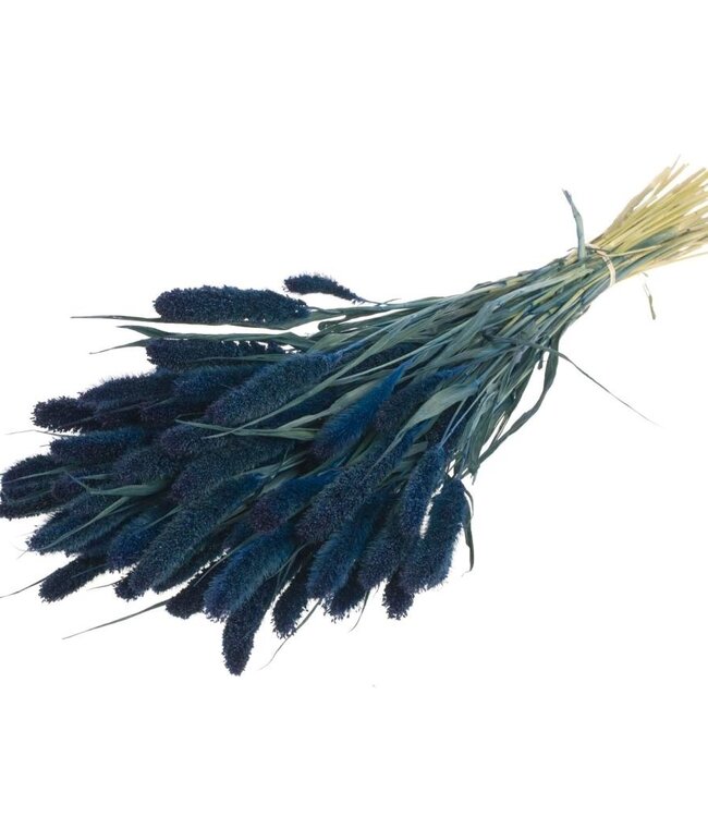Setarea donker blauw droogbloemen | Lengte ± 70 cm | Per bos verkrijgbaar
