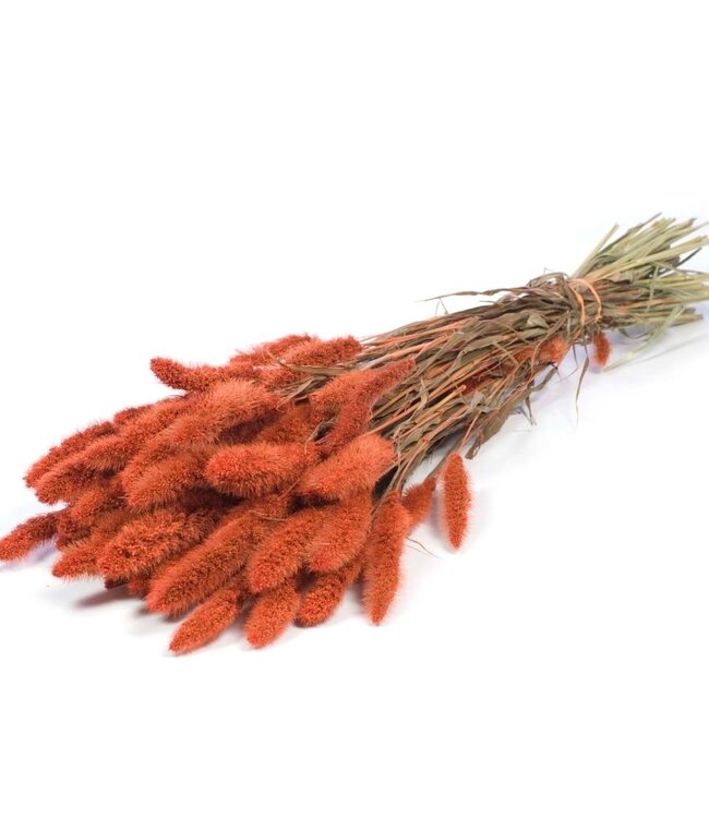 Setarea intense orange dried flowers | Length ± 70 cm | Available per bunch