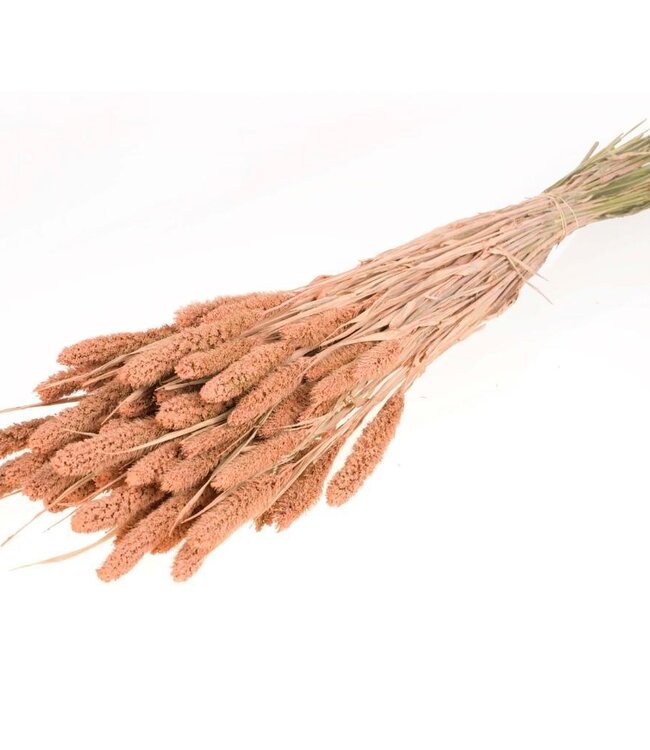 Setarea coral color misty dried flowers | Length ± 70 cm | Available per bunch