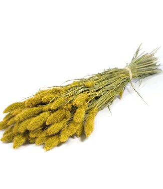 Dried Setarea yellow