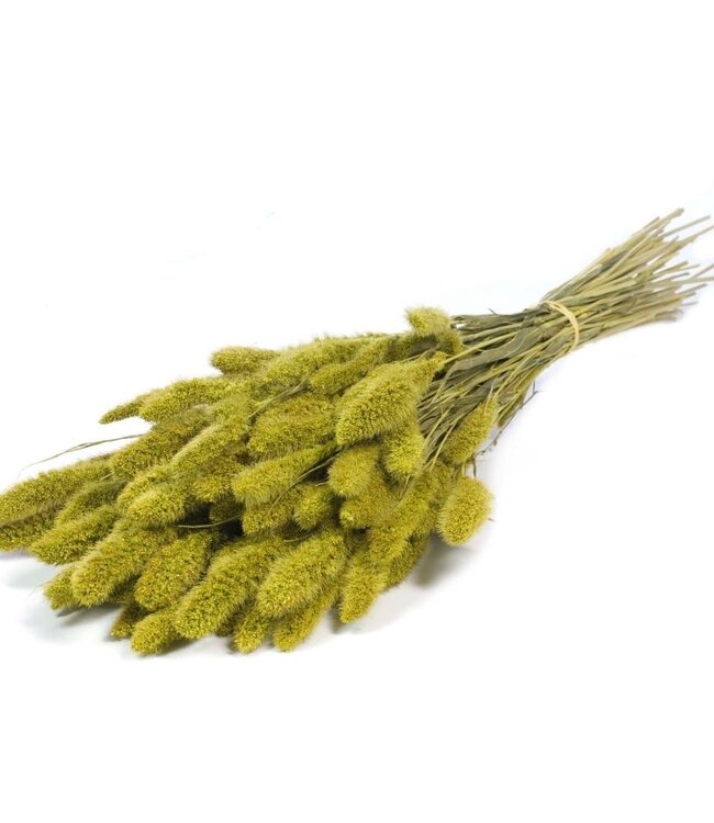 Setarea green dried flowers | Length ± 70 cm | Available per bunch