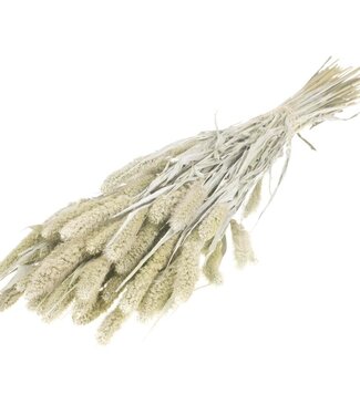 MyFlowers Dried Setarea white misty