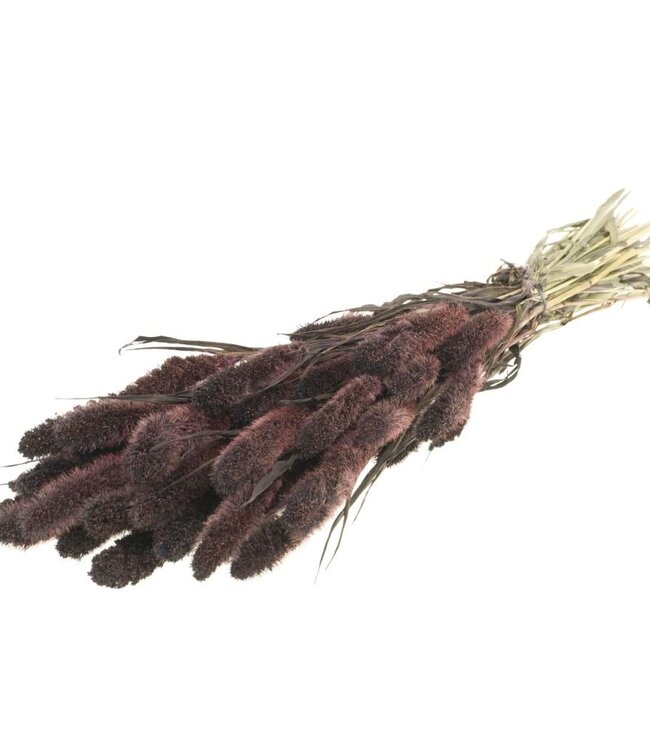 Setarea intense brown dried flowers | Length ± 70 cm | Available per bunch
