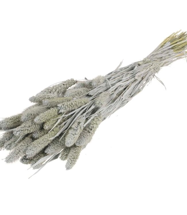 Setarea gray misty dried flowers | Length ± 70 cm | Available per bunch