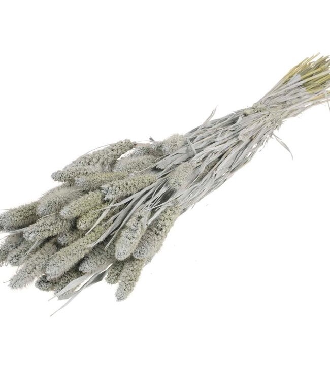 Setarea grey misty dried flowers | Länge ± 70 cm | Erhältlich pro Strauß