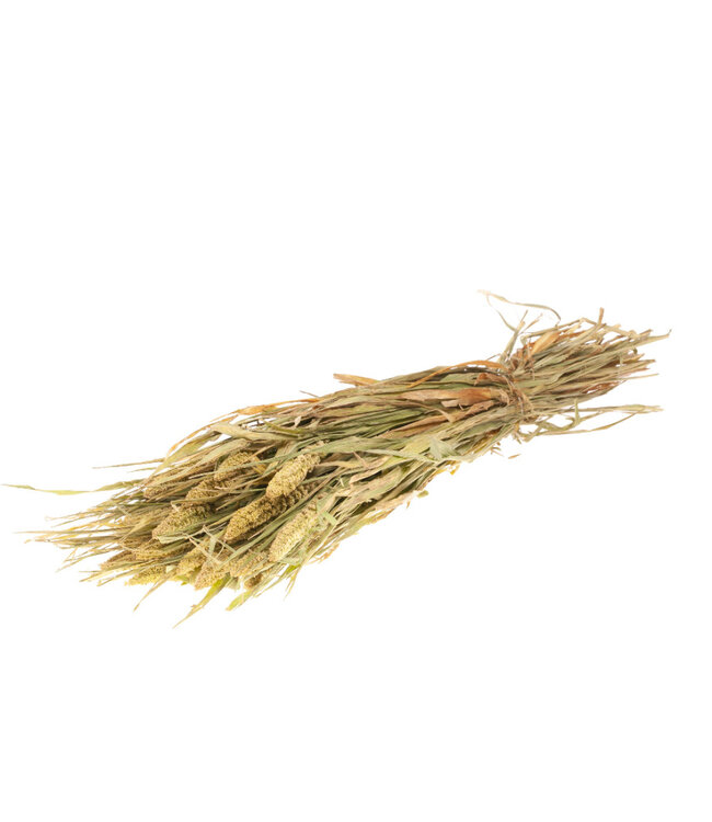 Setarea Italica natural green dried flowers | Length ± 70 cm | Available per bunch