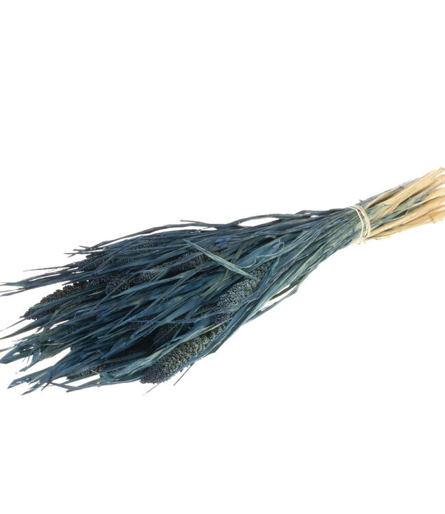 Setarea Italica donker blauw droogbloemen | Lengte ± 70 cm | Per bos verkrijgbaar