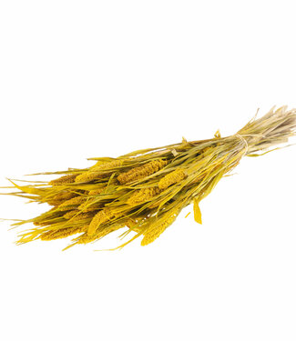 Dried Setarea Italica yellow