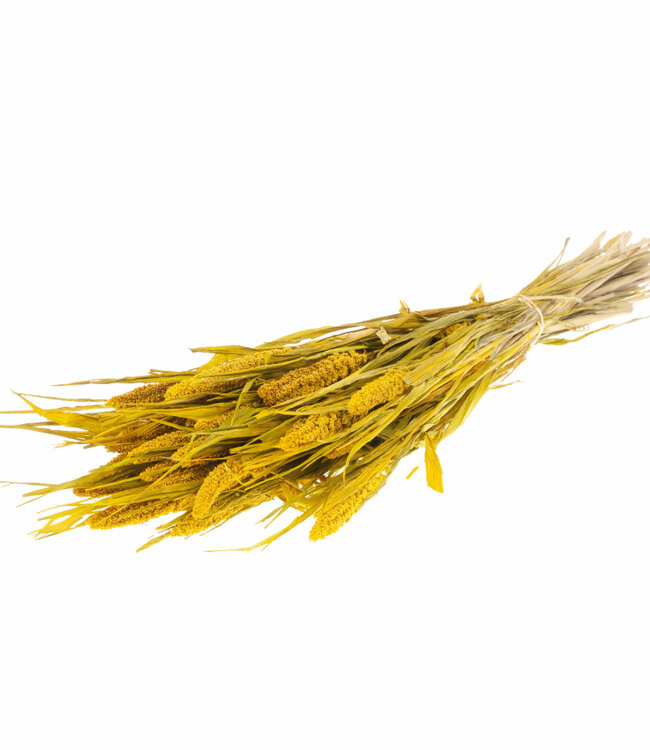 Setarea Italica geel droogbloemen | Lengte ± 70 cm | Per bos verkrijgbaar
