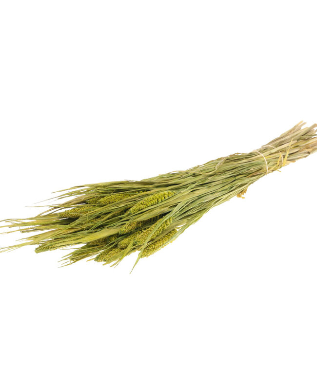 Setarea Italica fleurs séchées vertes | Longueur ± 70 cm | Disponible par bouquet