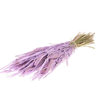 Dried Setarea Italica lilac misty