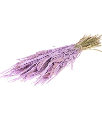 MyFlowers Dried Setarea Italica lilac misty