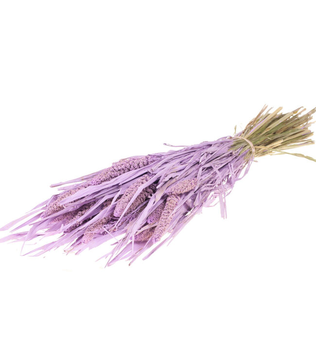 Setarea Italica lilas fleurs sèches et brumeuses | Longueur ± 70 cm | Disponible par bouquet.