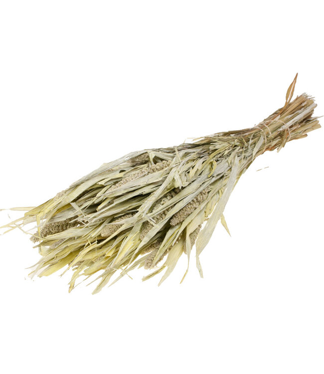 Setarea Italica white misty dried flowers | Length ± 70 cm | Available per bunch