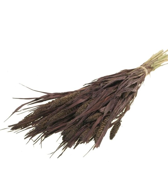 Setarea Italica intense brown dried flowers | Length ± 70 cm | Available per bunch