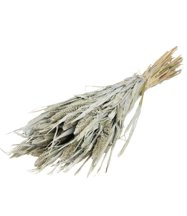 Setarea Italica grijs misty droogbloemen | Lengte ± 70 cm | Per bos verkrijgbaar