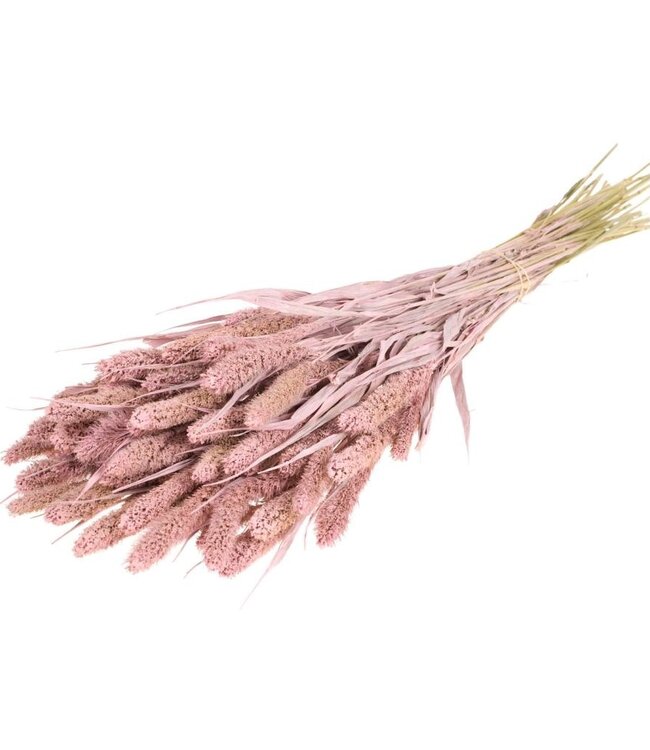 Dried Setarea pink misty