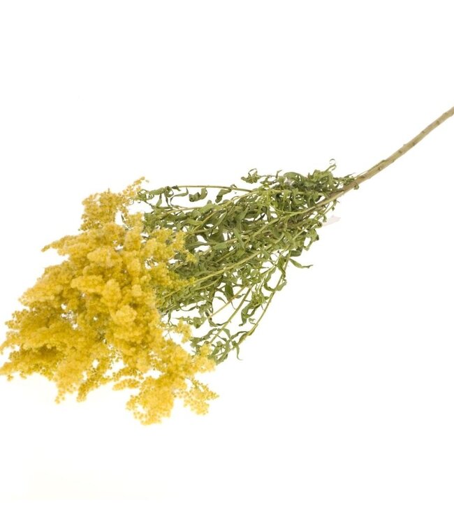 Dried Solidago Flower natural yellow