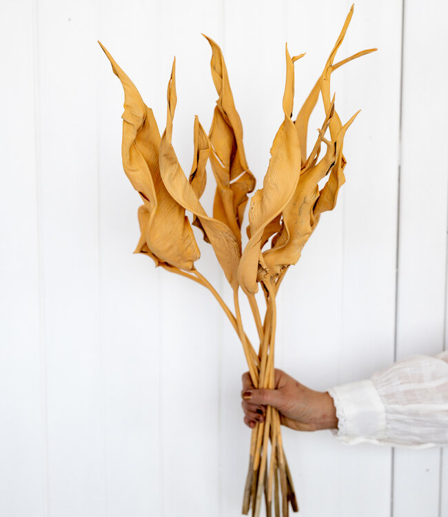 Dried Strelitzia salmon